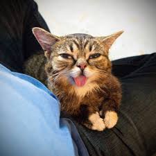 Bub The Happiest Super Hero Space Cat On The Planet Happy Animals Serious Cat Bub The Cat