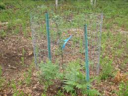 And that food comes on during the peak of hunting season. Blue Elk Orchard Fencing Apple Trees From Deer