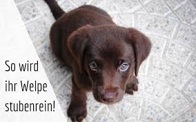 Zurück seite 1 seite 2 weiter. So Wird Der Welpe Stubenrein Tipps Fur Eine Entspannte Anfangszeit