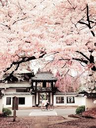 Image De Japan Pink And Sakura Japan Landscape Japan Travel Beautiful Places
