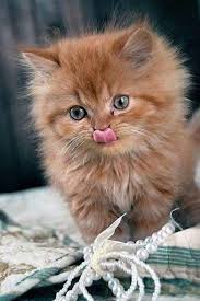 Black And White Kittens For Sale Essex Pin By Nancy P On Cats Cute Animals Cute Animal Pictures Cute Cats