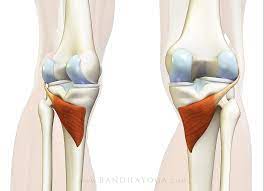 If achy knees have you avoiding th. The Popliteus Muscle The Popliteus Muscle Originates From The Outside Surface Of The Lateral Condyle Of The Femur With A Small Slip To The Lateral Meniscus And Fibular Head And Inserts