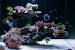 Saltwater Coral Aquarium