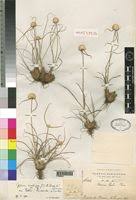 Image result for Cyperus mollipes