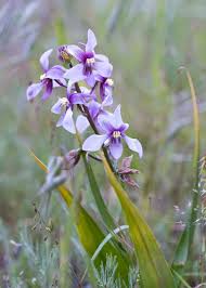 Image result for Wahlenbergia undulata