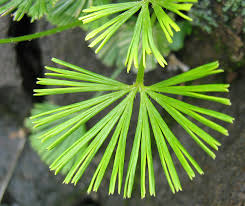 Image result for Actiniopteris dimorpha