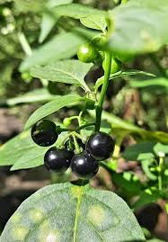 Image result for Ozoroa nigricans