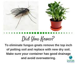 If you don't want to spray pesticides in your house and prefer to try a natural method first, you. Gnats In Your Plants Though Harmless To Humans Fungus Gnats Can Multiply Rapidly In Indoor Plants Laying Their Larvae In The Top La Plant Fungus Gnats Fungi