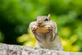 Do chipmunks eat tomatoes and veggies? How To Keep Chipmunks Out Of Your Garden The Gardening Dad