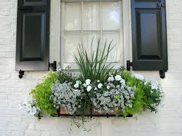 Idee Bepflanzung Duftsteinrich Lobularia Petunien Weiss Grun In 2020 Window Box Flowers Balcony Plants Window Box Plants
