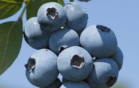 Cei care vor să facă o afacere în domeniul agriculturii se pot gândi şi la o plantaţie de căpşuni cu ajutorul unor fonduri europene. Cele Mai Bune Soiuri De Afine De Cultivat In Romania