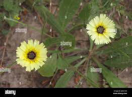 Image result for Tolpis