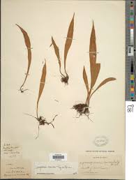 Image result for Loxogramme latifolia