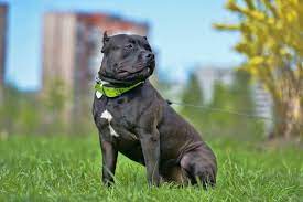 9 Things You Should Know About The American Bully Animalso