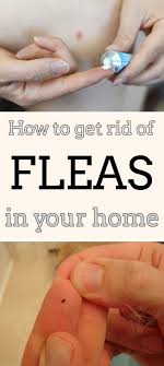 How To Get Rid Of Fleas In Your Home Mycleaningsolutions Com Fleas Clean House Spring Cleaning