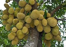 The jackfruit (artocarpus heterophyllus), also known as jack tree, is a species of tree in the fig, mulberry, and breadfruit family (moraceae). How To Grow Jackfruit Plant Instructions