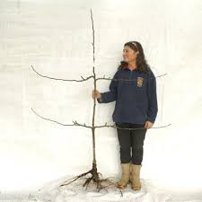We did not find results for: Espalier Trained Fruit Trees For Sale