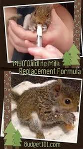Myo Wildlife Milk Replacement Formula Wildlife Rehabilitation Recipes Recipe Milk Replacement Baby Squirrel Care Wild Baby Rabbits