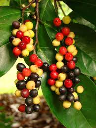 Image result for Farquharia elliptica