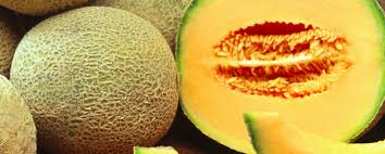 All About Melon The Flagship Fruit Of Summer Abc Of Agri Find & download free graphic resources for cantaloupe. all about melon the flagship fruit