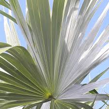 Image result for Leucothrinax morrisii