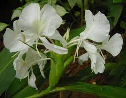 Dipolog Flowers Flower Arrangements Fragrant Flowers Ginger Plant