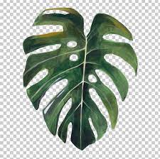 Swiss Cheese Plant Drawing Watercolor Painting Botany Leaf Png Art Botanical Illustration Botany Drawing Gra Plant Drawing Leaf Drawing Watercolor Plants