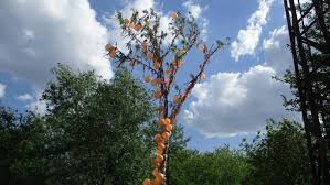 A wikiszótárból, a nyitott szótárból. Temerinben All A Majusfa