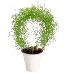 Image result for Bowiea volubilis