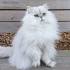 Silver Chinchilla Cats - Tiny Persians