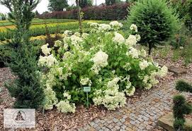 Hydrangea Arborescens Hayes Starburst Hortensja Drzewiasta Hayes Starburst Szkolki Kurowscy Hydrangea Arborescens Arborescens Hydrangea