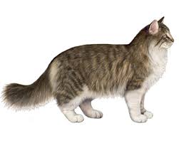 The coat basically consists of the thick, glossy, and long top layer which is water reluctant and there is a wooly undercoat too which contains the thick legs, head, and the chest. Norwegian Forest Cat Facts Wisdom Panel Cat Breeds