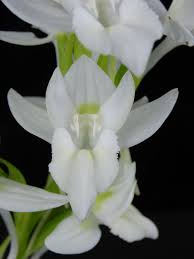 Image result for Bulbophyllum kivuense