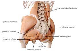 The pelvis comprises of the following muscles:obturator internus. Pelvis Hip Anatomy