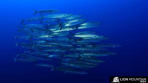 Lion Mountain Media | Barracudas are large, predatory fish with sharp teeth, torpedo-shaped bodies, and two dorsal fins. They are found in tropical and warm... | Instagram