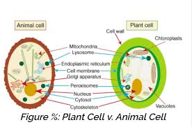 Maybe you would like to learn more about one of these? What Are The Parts Of Animal Cell And Plant Cells Quora