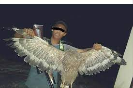 Burung garuda, adalah lambang negara indonesia. Kasus Pelajar Pamer Elang Buruan Di Facebook Menyesal Dan Minta Maaf Saat Diciduk Polisi
