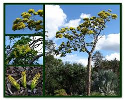 Image result for Delonix