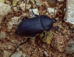 Moles can be hard to find, and they can be even harder to get rid of once you do see them. Black Beetles Identification With Pictures Of These Bugs