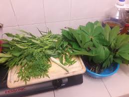 Kebun Sejemput Ulam Raja Dari Semaian Pucuk