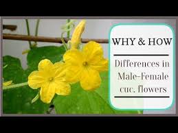 Image result for male flowers cucumber