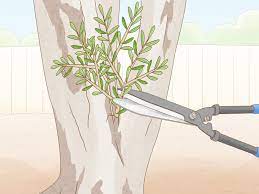 If the top inch of soil becomes dry, give the tree a nice deep watering and make sure the excess water can drain away. How To Prune An Olive Tree 14 Steps With Pictures Wikihow