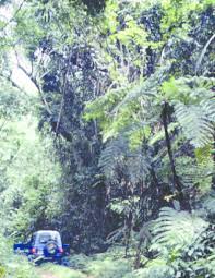 Image result for Cyathea manniana