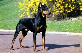 German shepherd / doberman mix = doberman shepherd. Top 10 Awesome Doberman Mix Breeds Cross Breeds