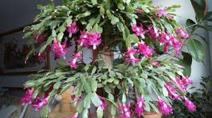 To fix it, water more frequently (but take care to avoid overwatering, too, which can cause leaves to fall off and root rot). Christmas Cactus Schlumbergera Profile Rayagarden