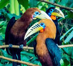 Hornbills of North Bengal