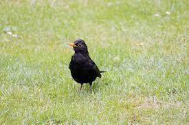 We did not find results for: Do Blackbirds Return To The Same Garden Garden Bird Feeder