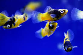 How Do You Tell The Difference Between A Male And A Female Livebearer? -  The Fish Room Tfr