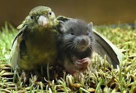 Unusual Friends Cok Sirin Hayvanlar Komik Hayvanlar Hayvanlar