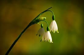 Free Image On Pixabay Snowdrop Flower Plant Bloom Free Images Image Free Pictures